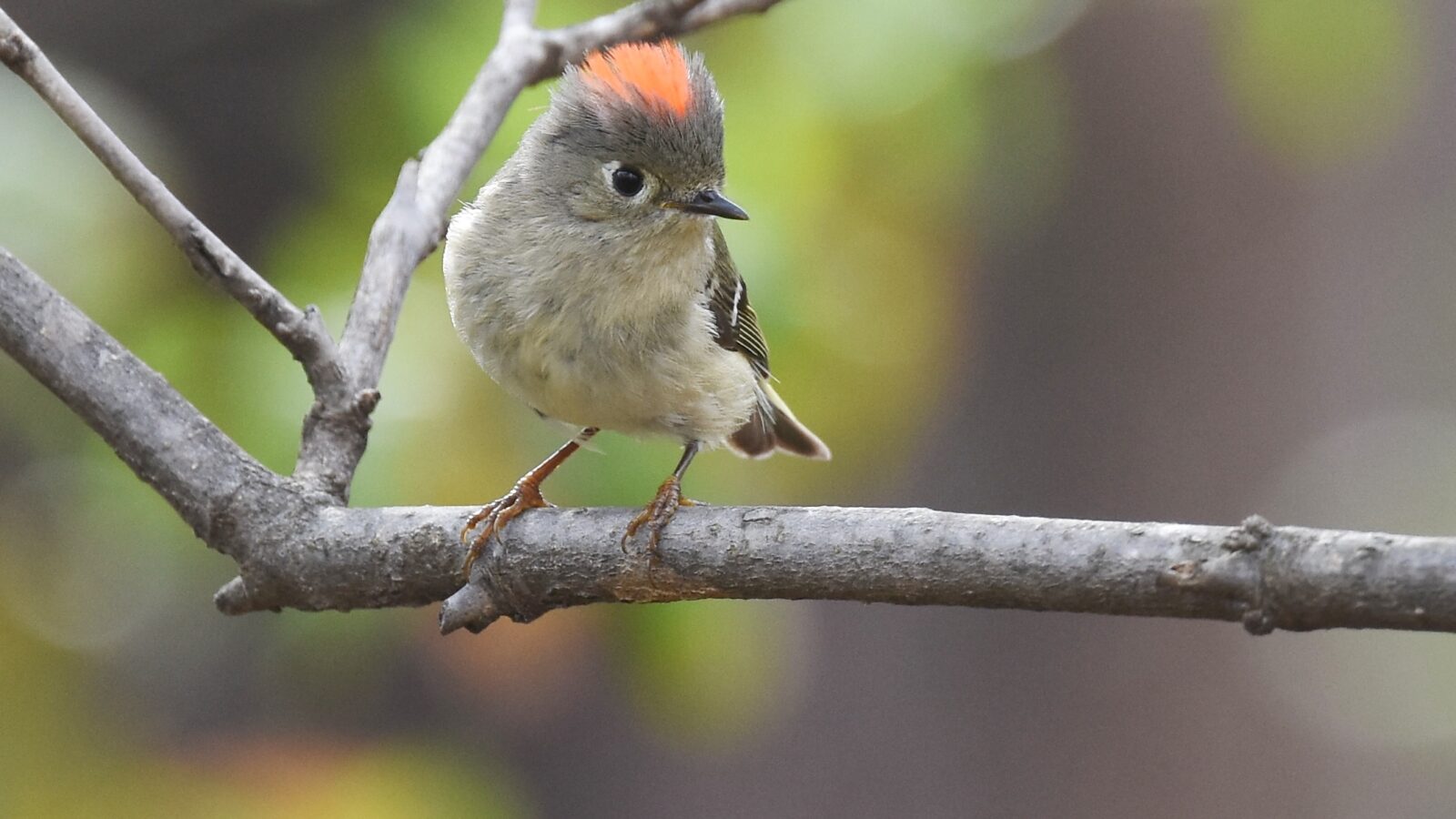 Ruby-crowned Kinglet