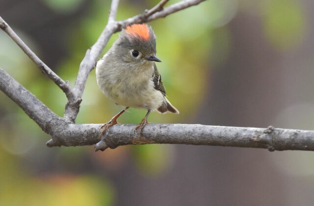 Ruby-crowned Kinglet