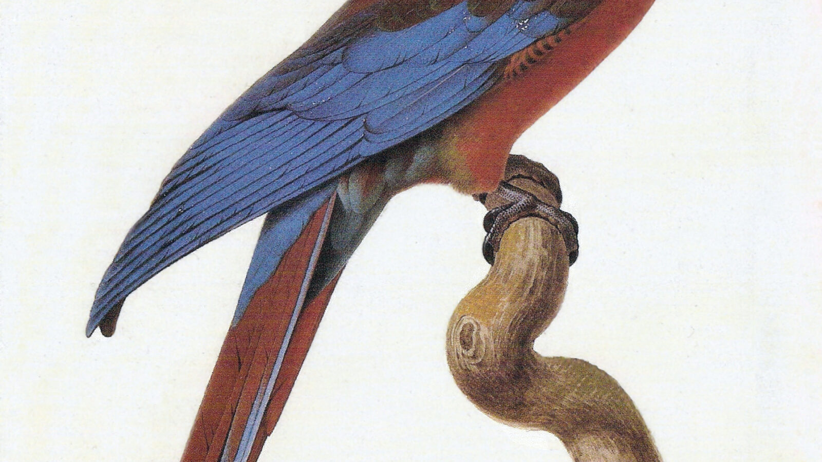 Cuban Macaw
