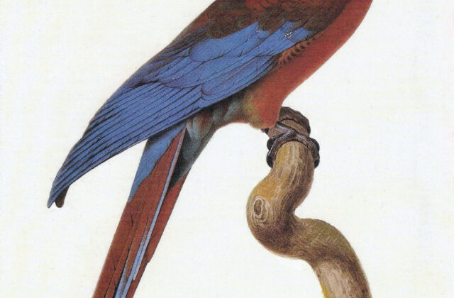 Cuban Macaw