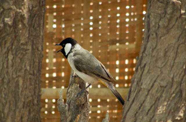 White-eared Bulbul