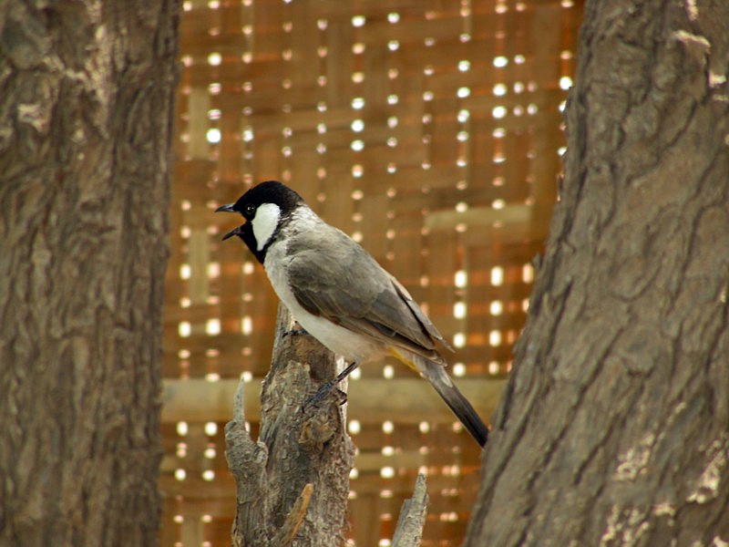White-eared Bulbul