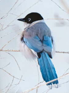 Azure-winged Magpie