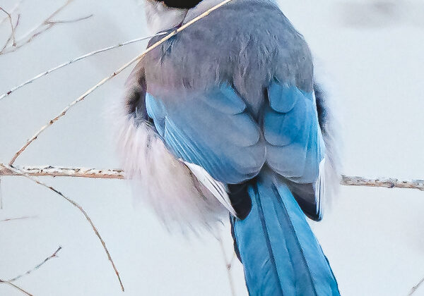 Azure-winged Magpie