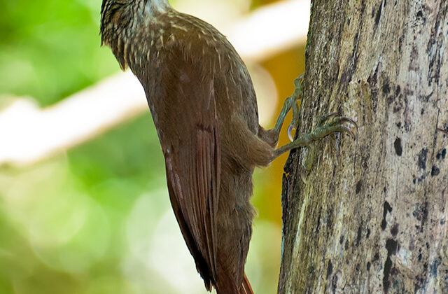 Black-billed Scythebill
