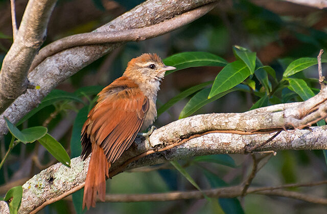 Rusty-backed Spinetail