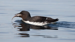 Thick-billed Murre