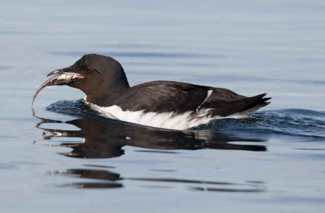 Thick-billed Murre