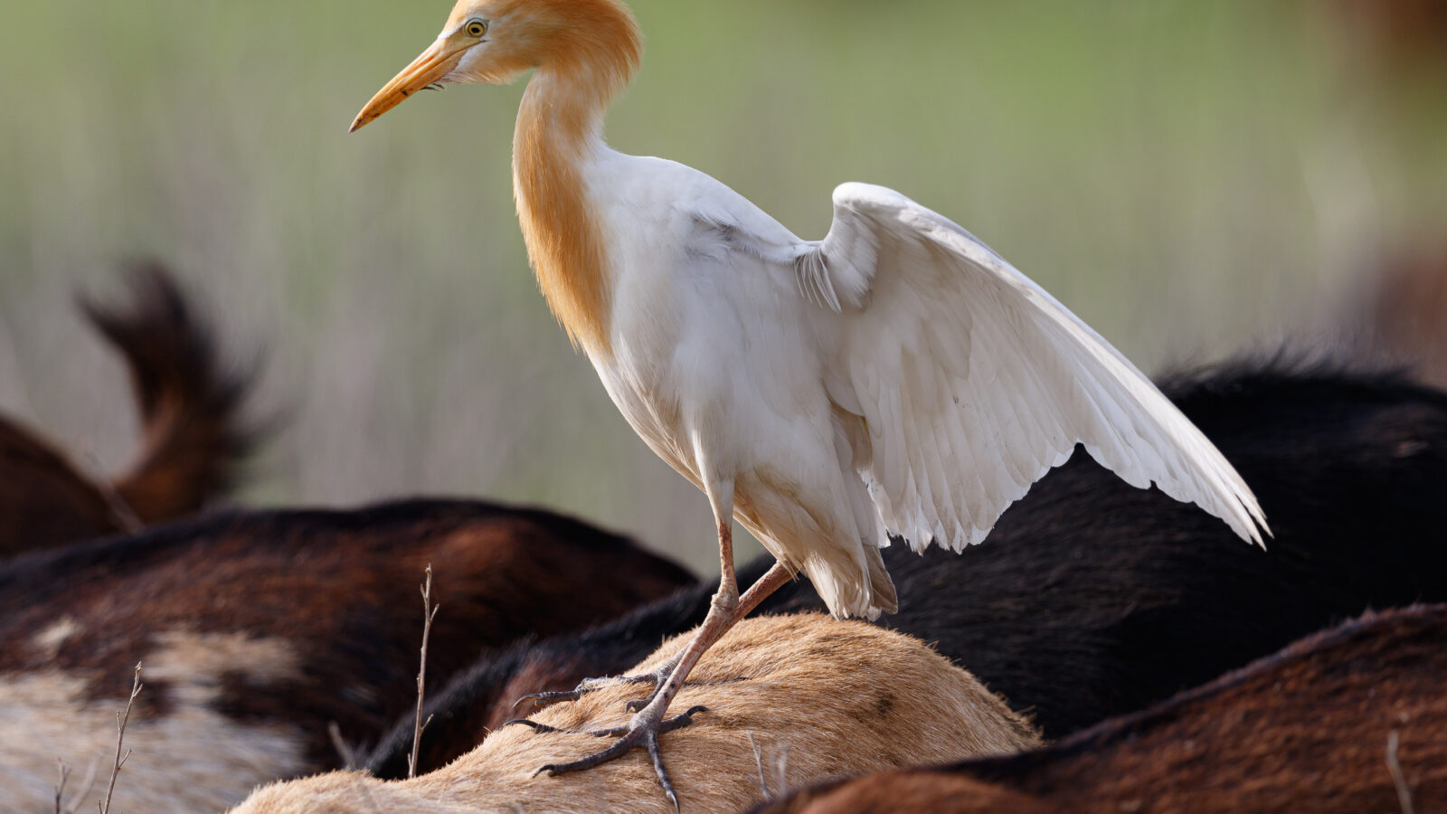 Eastern Cattle Egret