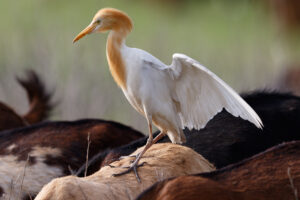 Eastern Cattle Egret