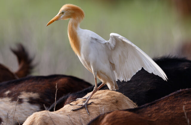 Eastern Cattle Egret