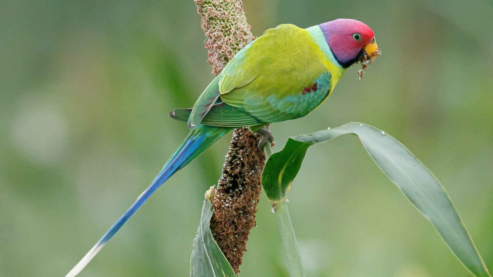 Plum-headed Parakeet