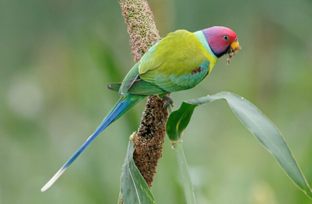 Plum-headed Parakeet