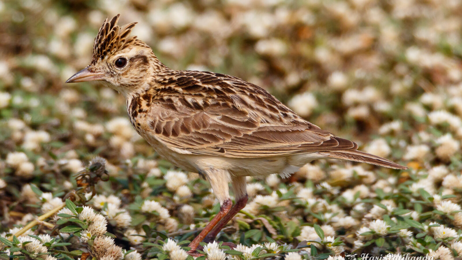 Sykes’s Lark