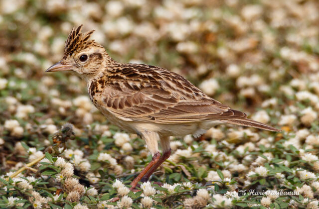 Sykes’s Lark