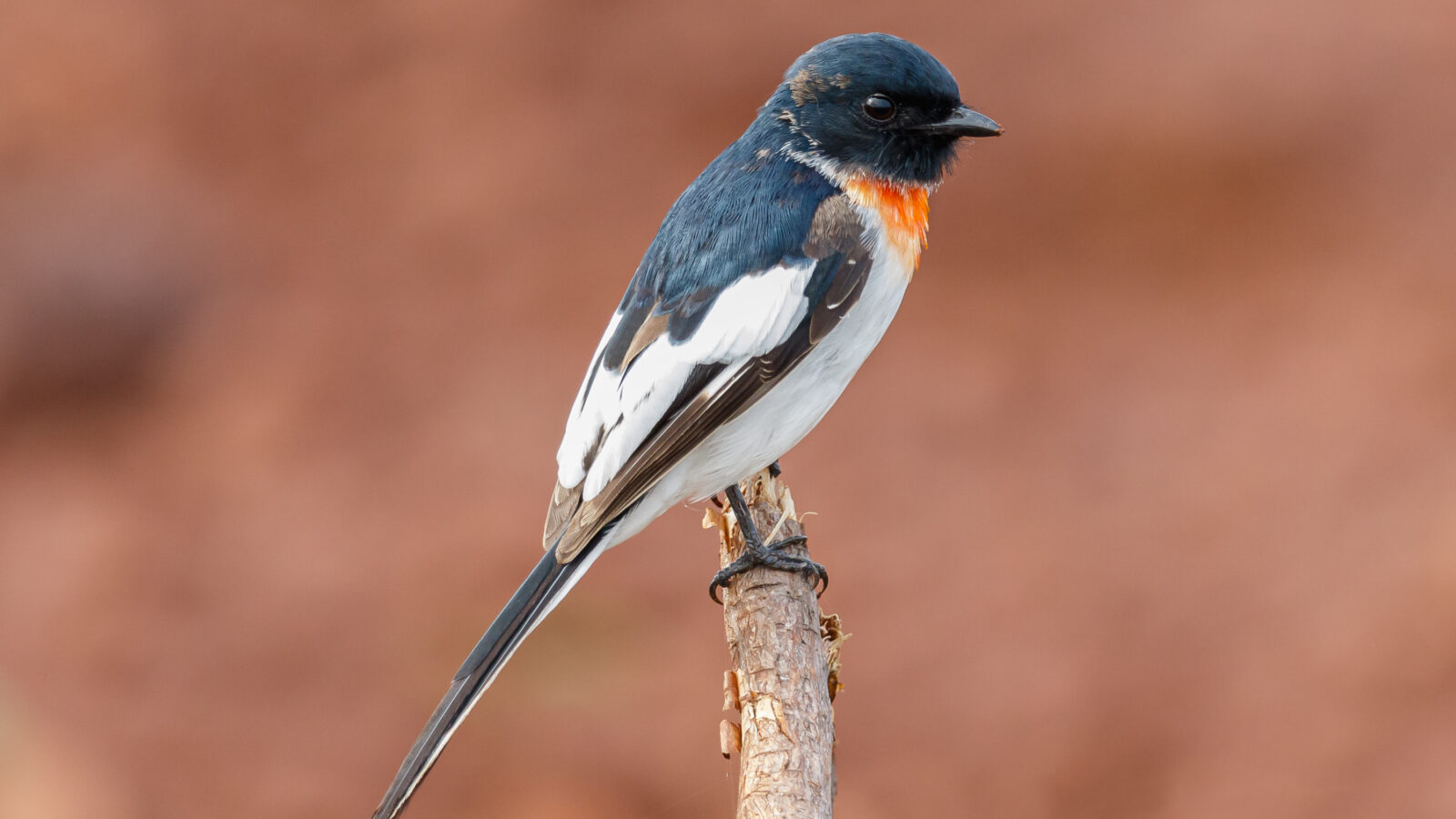 White-bellied Minivet