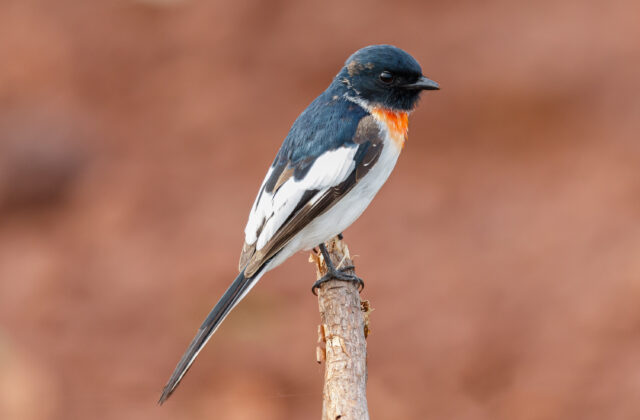 White-bellied Minivet