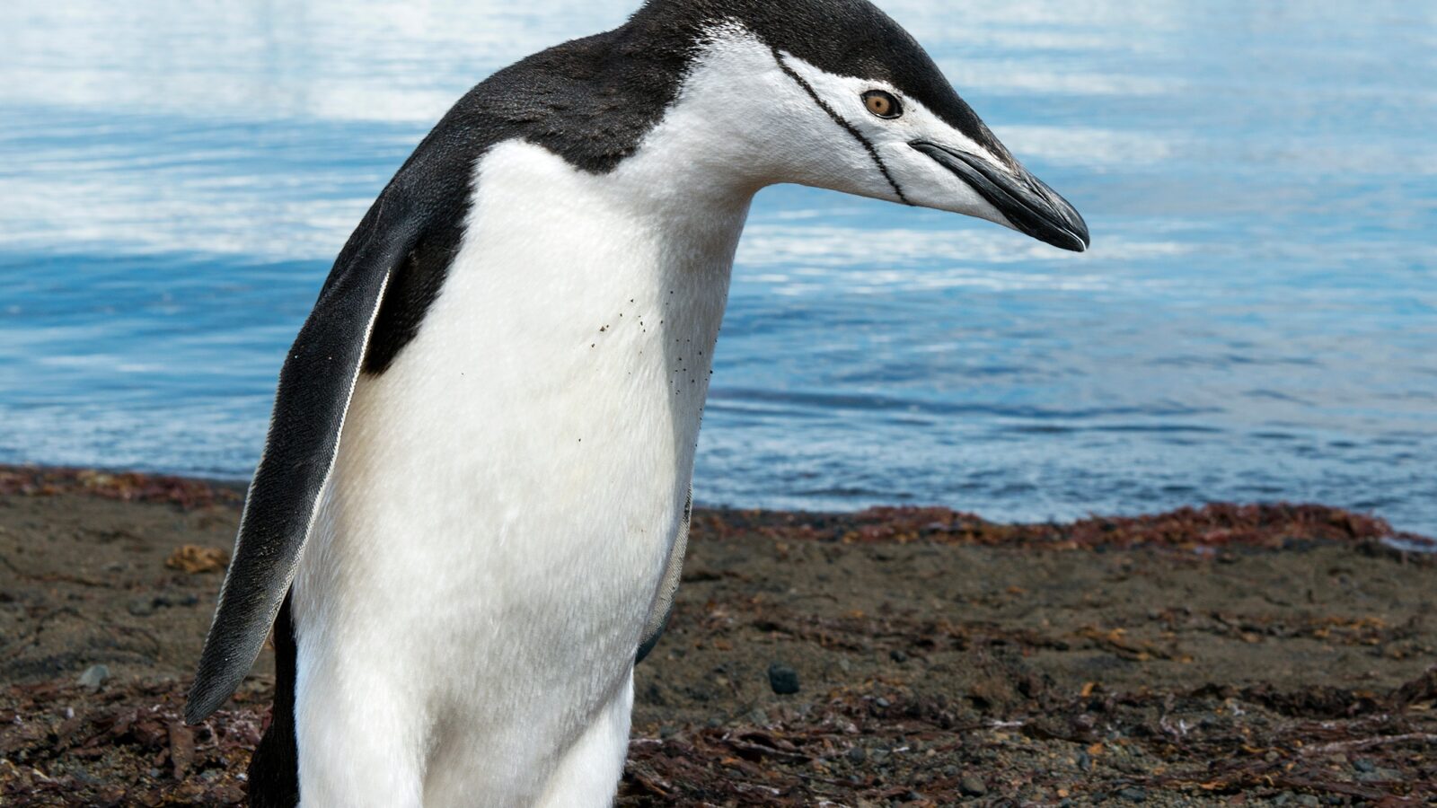 Chinstrap Penguin