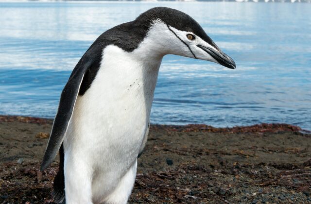 Chinstrap Penguin