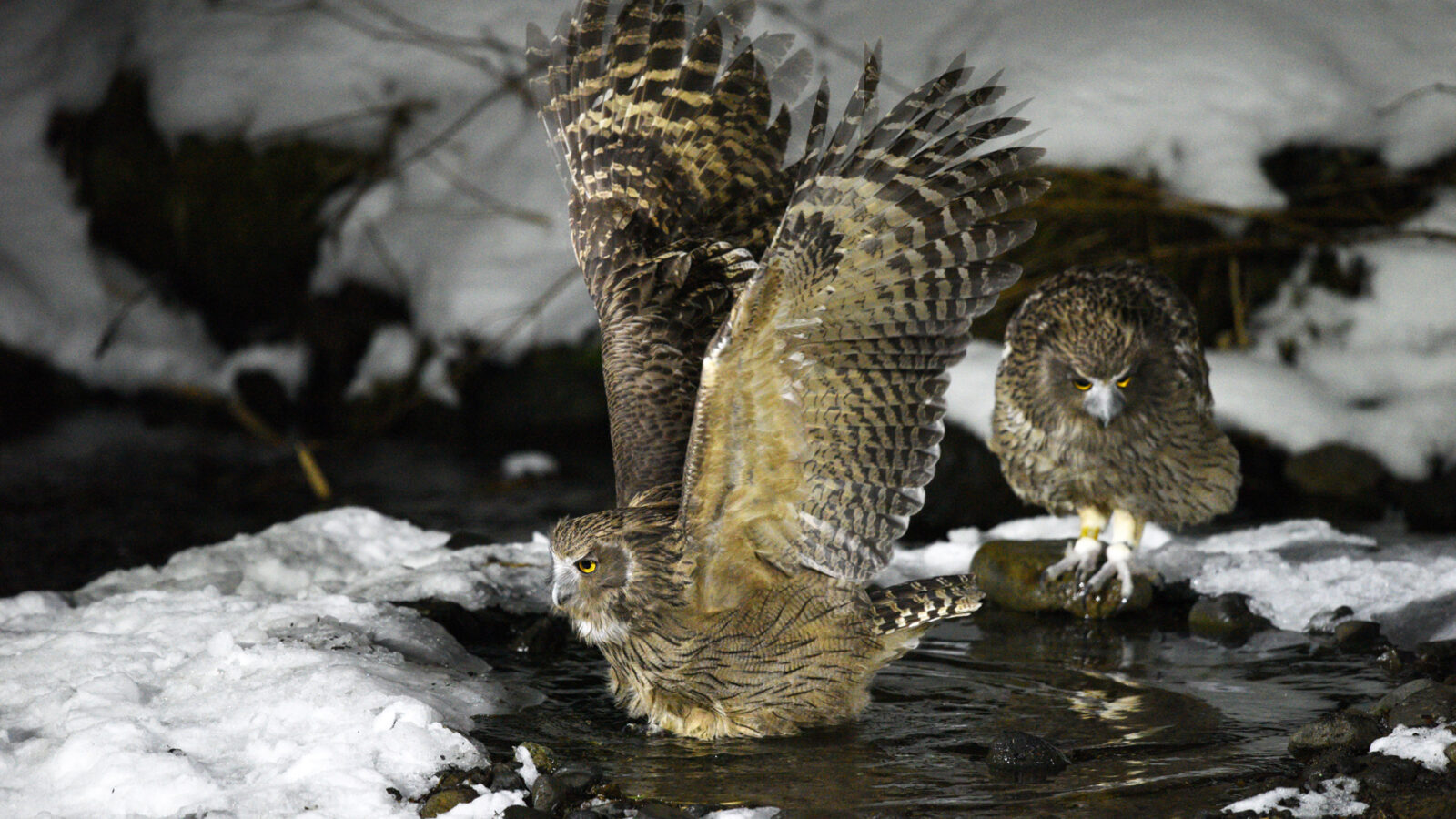 Blakiston’s Fish Owl