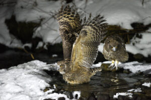 Blakiston’s Fish Owl