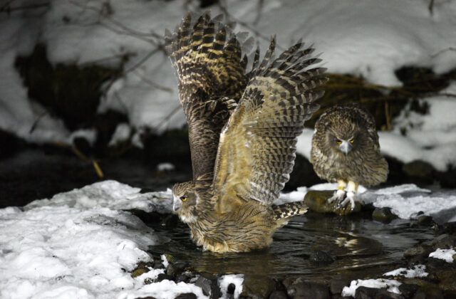 Blakiston’s Fish Owl