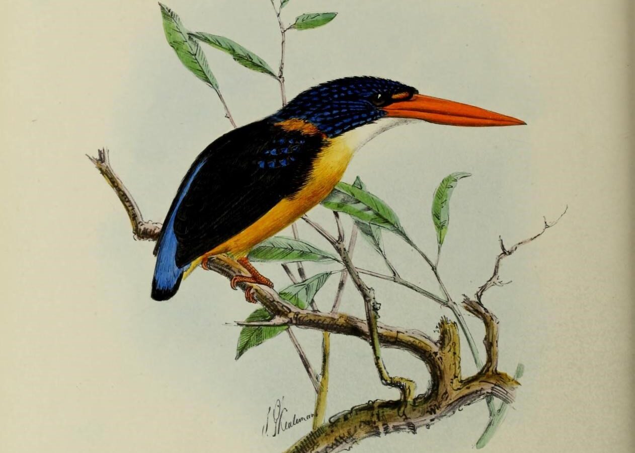 Sula Dwarf Kingfisher