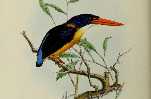Sula Dwarf Kingfisher