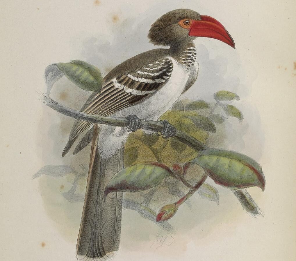 Red-billed Dwarf Hornbill