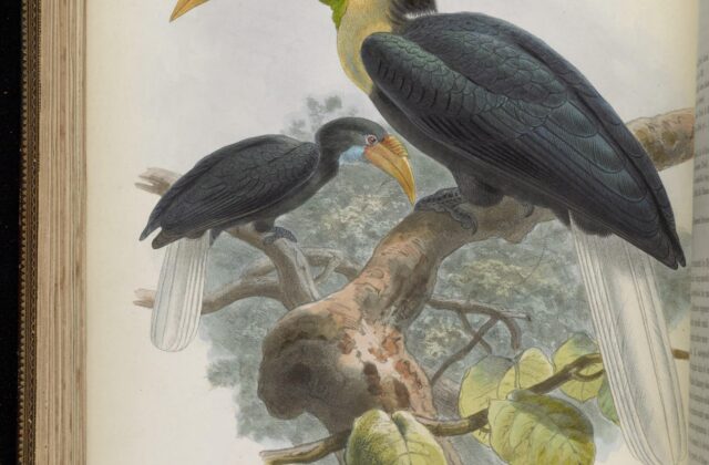 Plain-pouched Hornbill