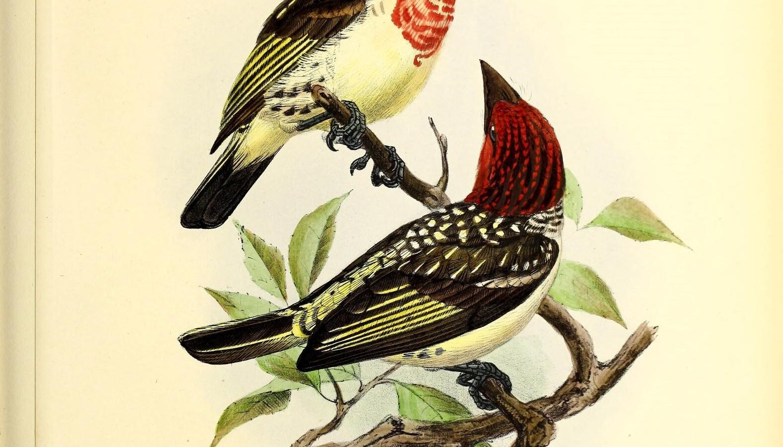 Vieillot’s Barbet