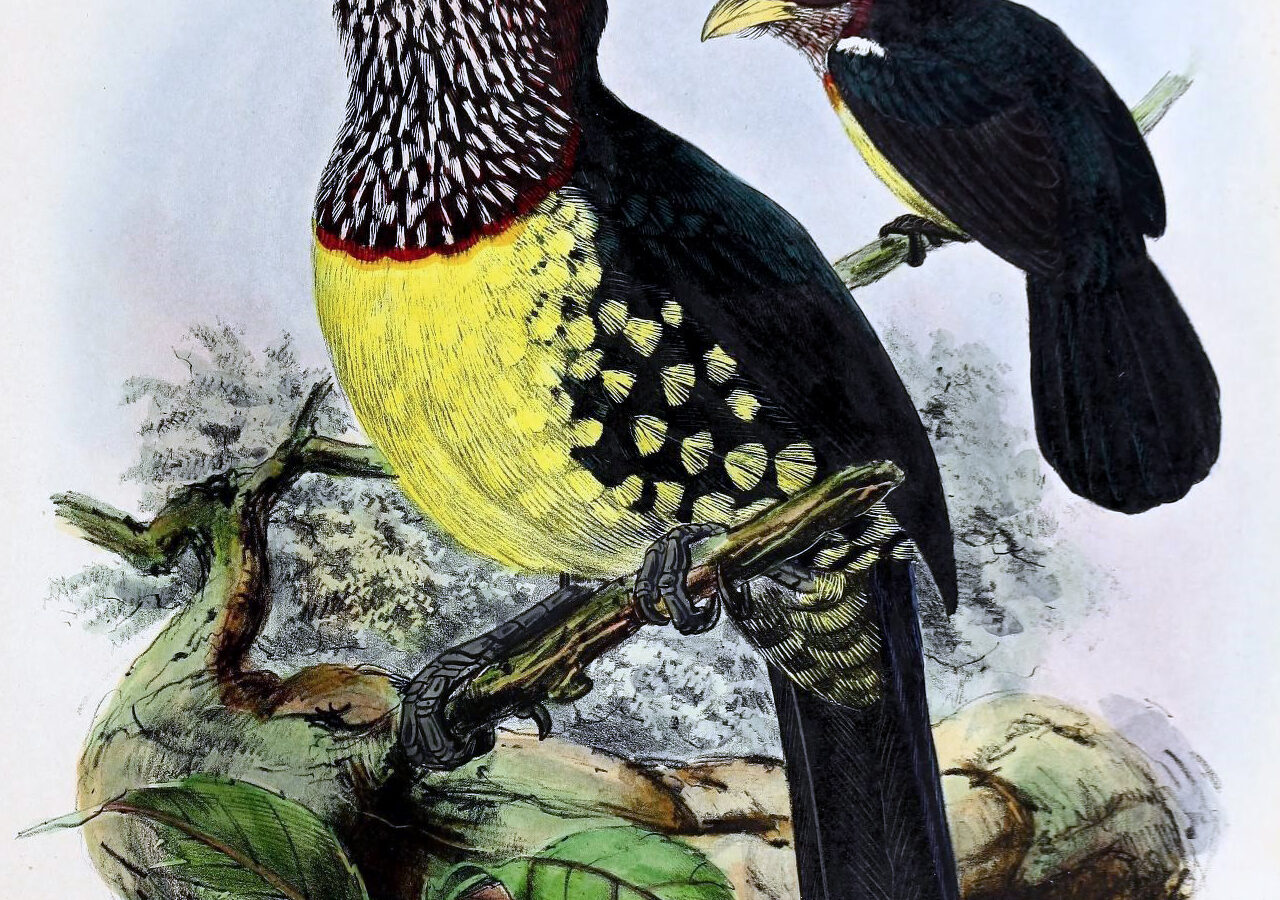 Eastern Yellow-billed Barbet
