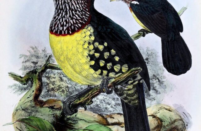 Eastern Yellow-billed Barbet