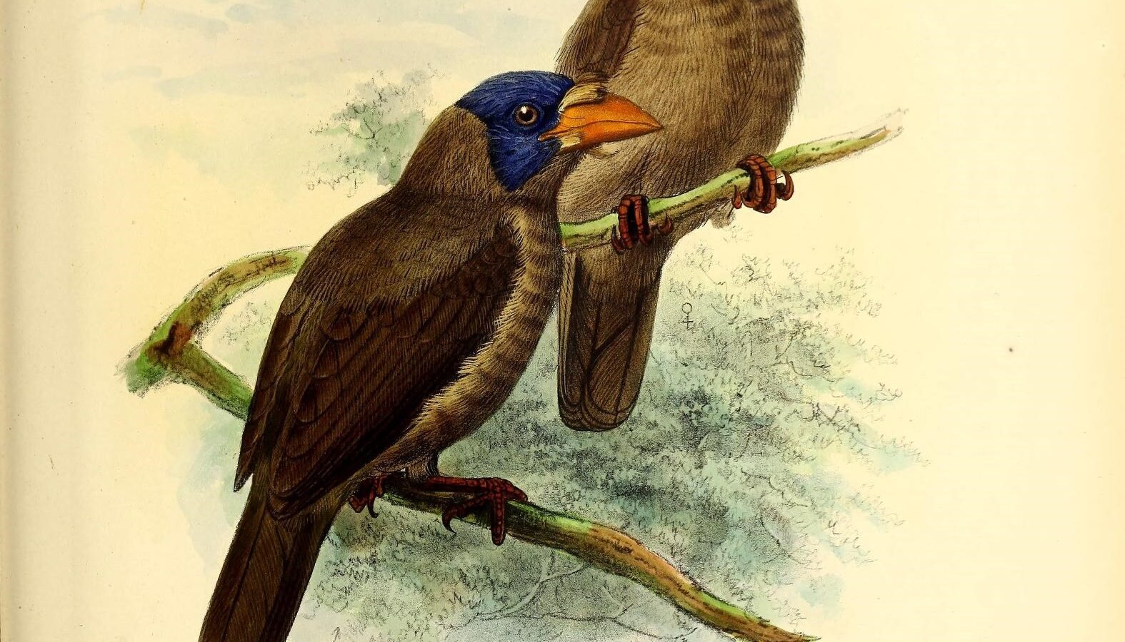 Naked-faced Barbet