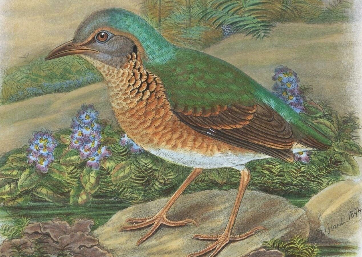 Blue-rumped Pitta