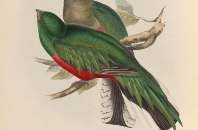White-tipped Quetzal