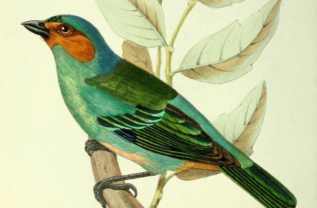 Rufous-cheeked Tanager