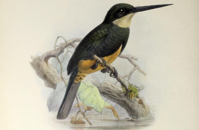 Dusky-backed Jacamar