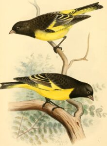 Yellow-rumped Siskin
