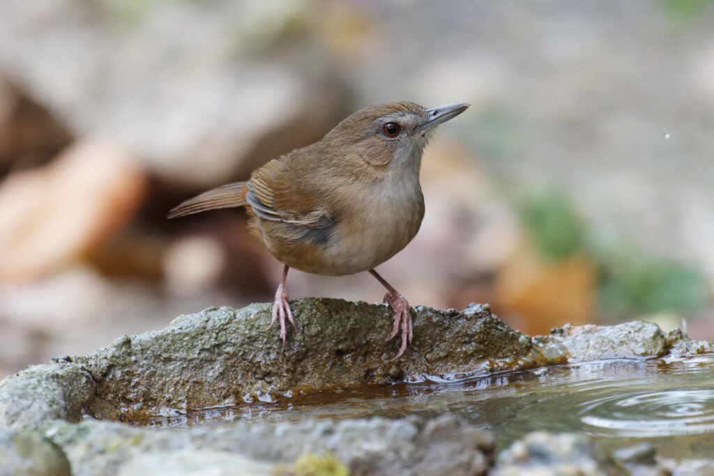 Abbott’s Babbler