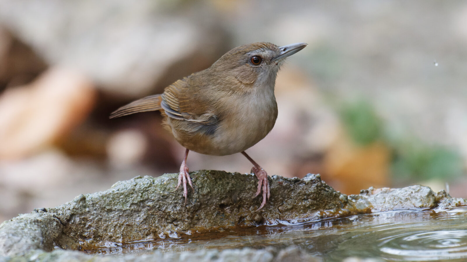 Abbott’s Babbler