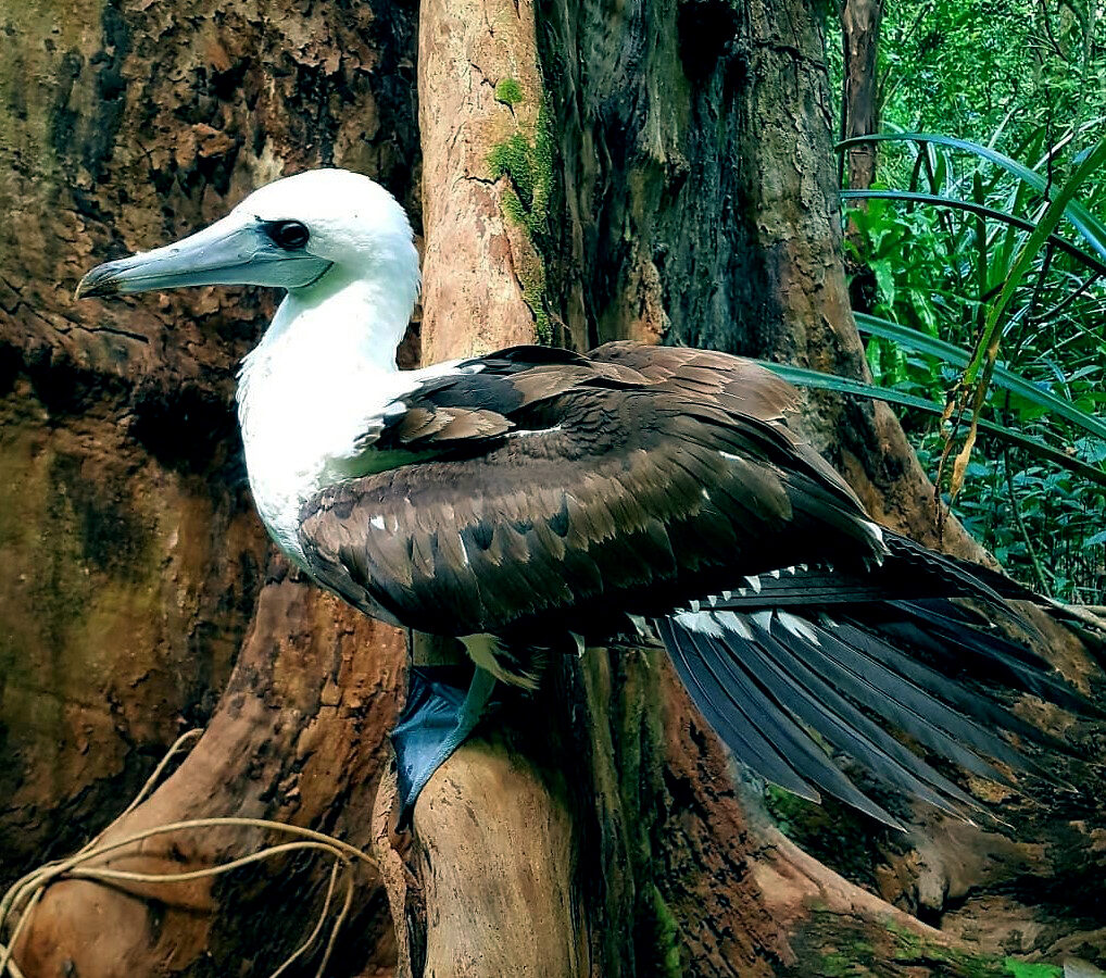Abbott’s Booby