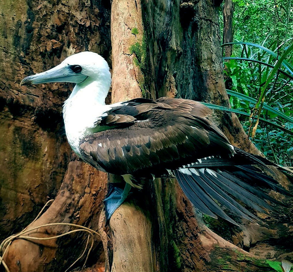 Abbott’s Booby
