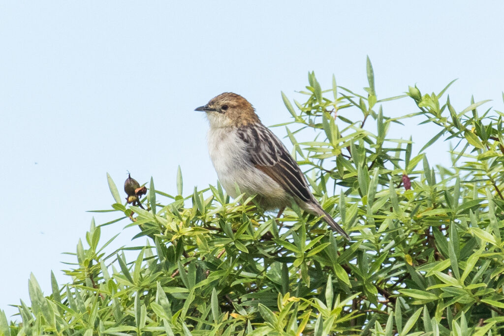 Aberdare Cisticola