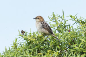 Aberdare Cisticola