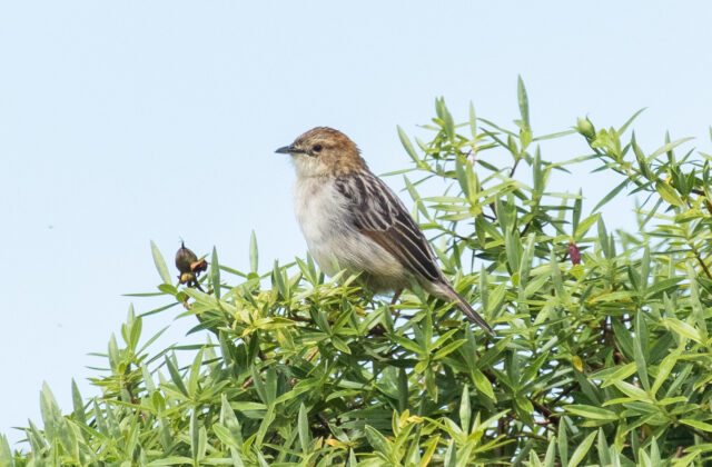 Aberdare Cisticola