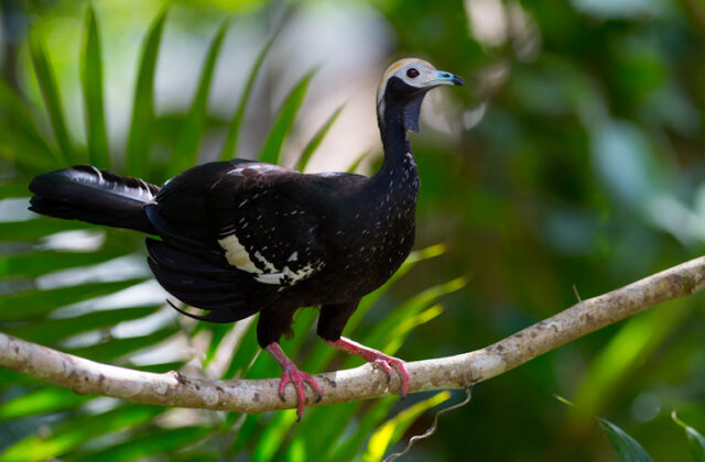 Blue-throated Piping Guan
