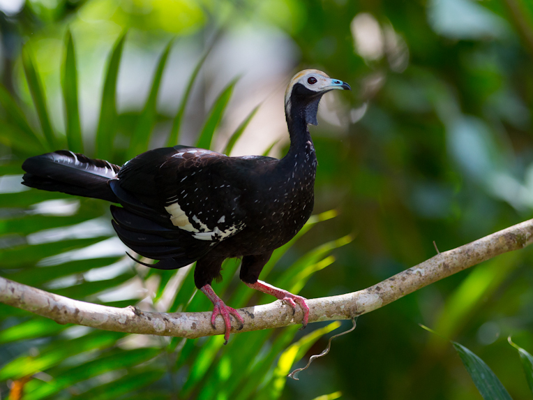 Blue-throated Piping Guan