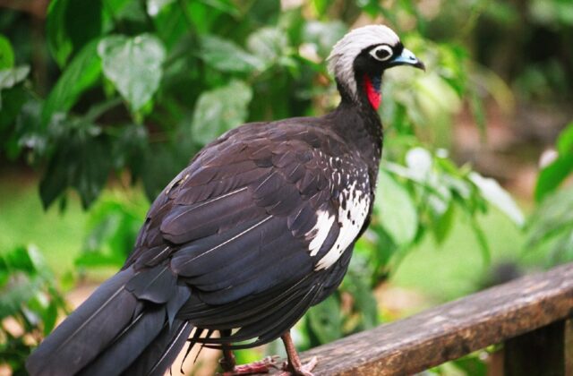 Black-fronted Piping Guan