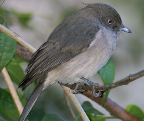 Abyssinian Slaty Flycatcher
